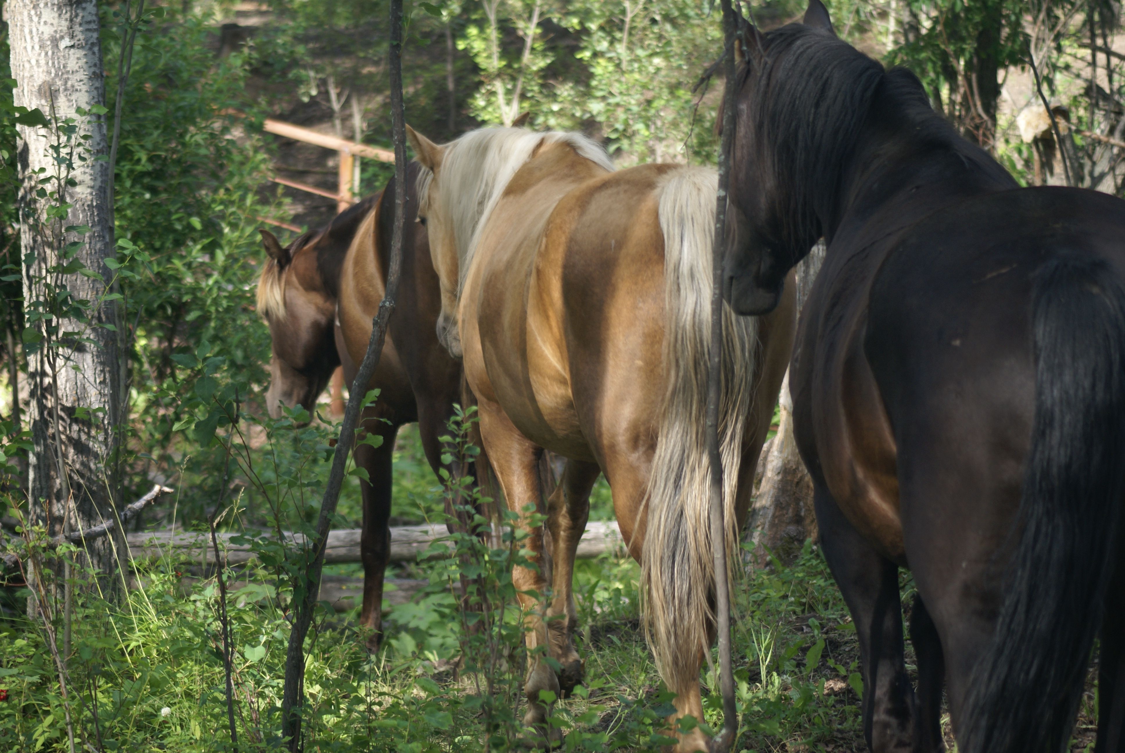 3 Pferde im Wald